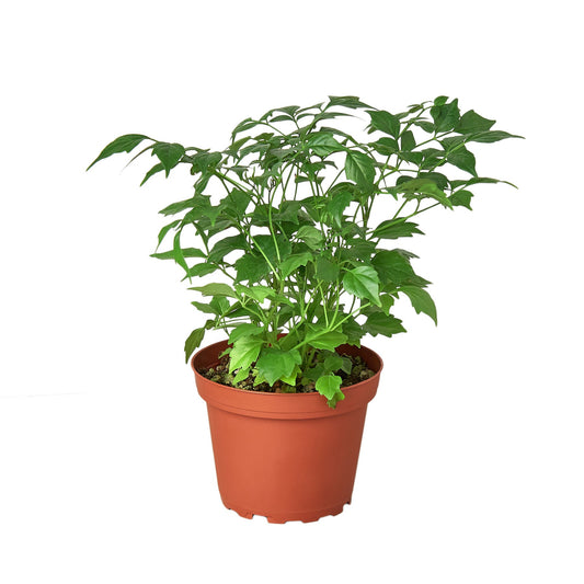 Radermachera 'China Doll' - Petite Perfection: Lush Houseplant in 4" Pot