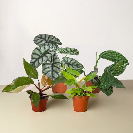 Rare Plant Bundle - The Rare Bloom Treasure Chest: Collectors' Indoor House Plant Set with Alocasia Silver Dragon, Philodendron Pink Princess, Philodendron Painted Lady, and Monstera Peru