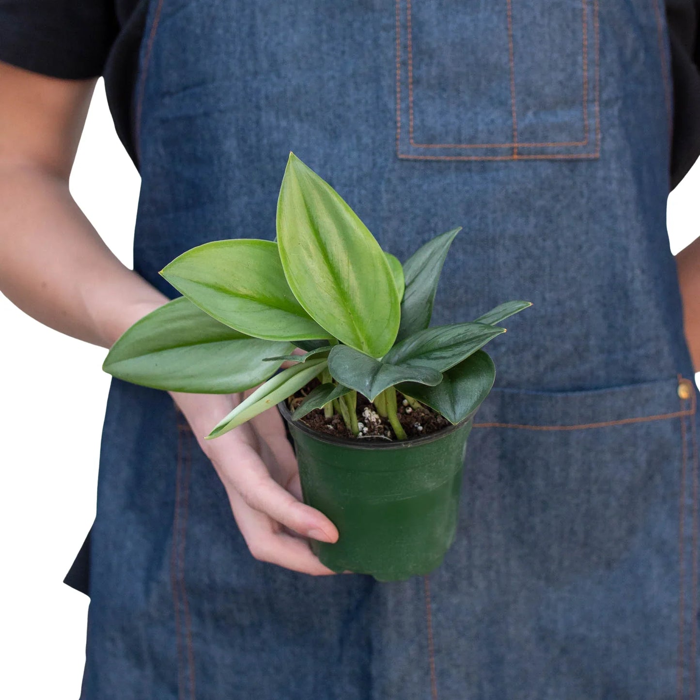 Scindapsus 'Moonlight' - Silver Starlight: Rare Sterling Silver Indoor Plant in 4" Pot