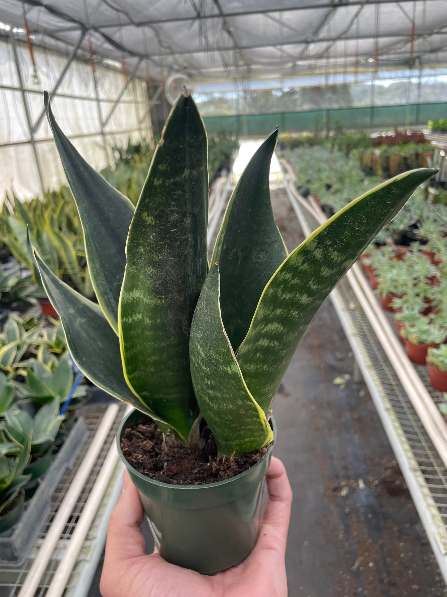 Snake 'Fabi' - The Sassy Snake: Easy-Care Sansevieria Trifasciata, aka Mother-In-Law’s Tongue