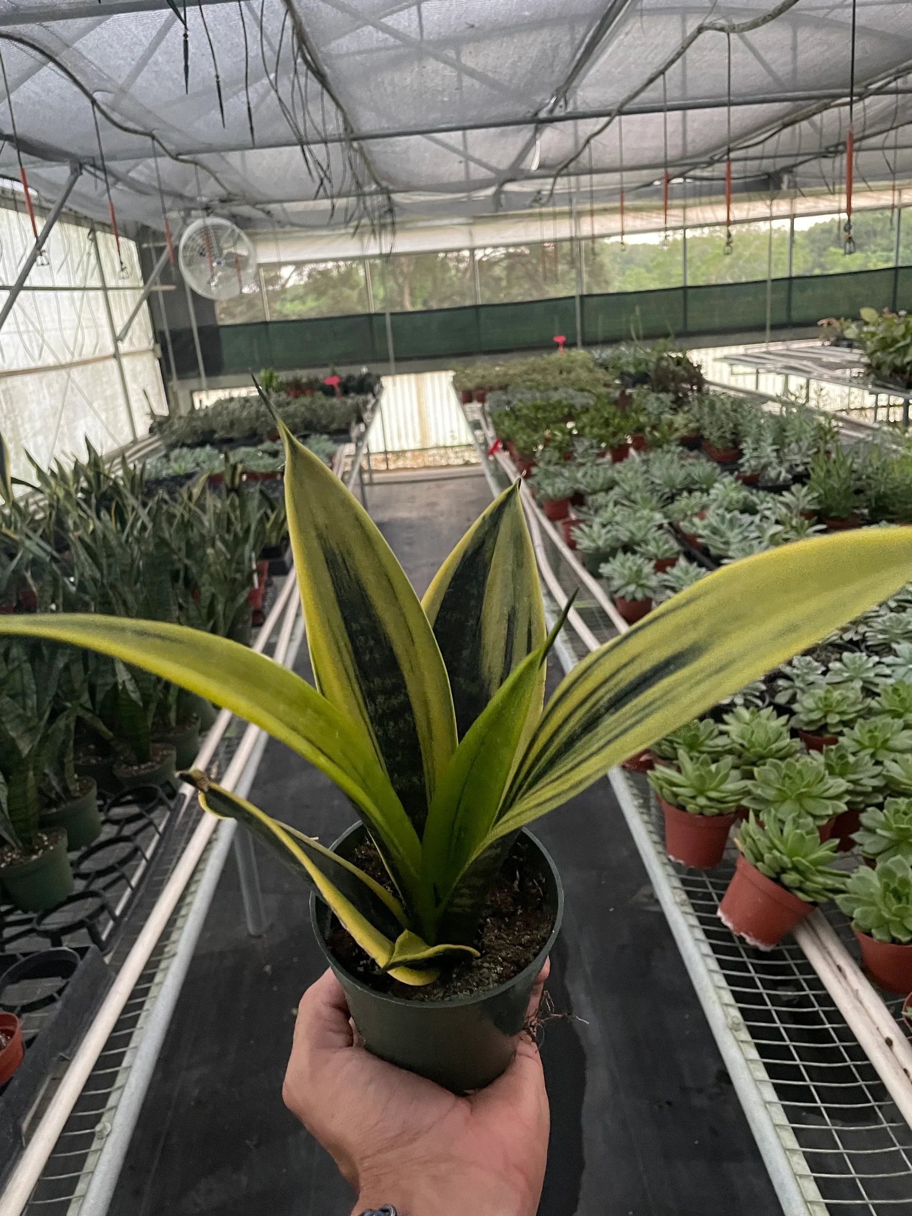 sansevieria gold flame care Snake 'Gold Flame'