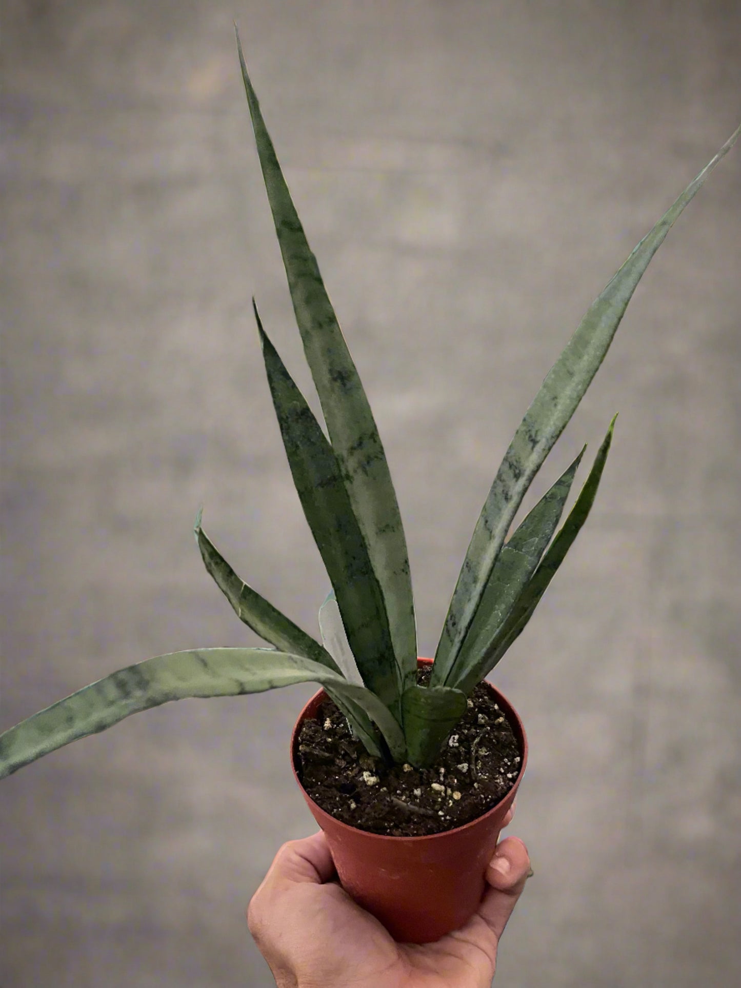 Silver Stunner: Snake Plant 'Silver Princess' - Low Maintenance, Natural Air Purifier with Sword-Shaped Leaves, Ideal for Home or Office Decor