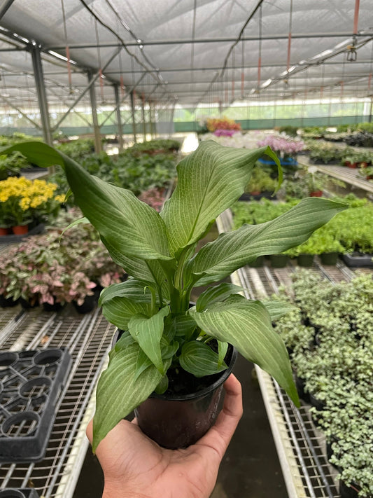 Spathiphyllum 'Platinum Mist' - Silvery Serenity: Unique Leaf Peace Lily