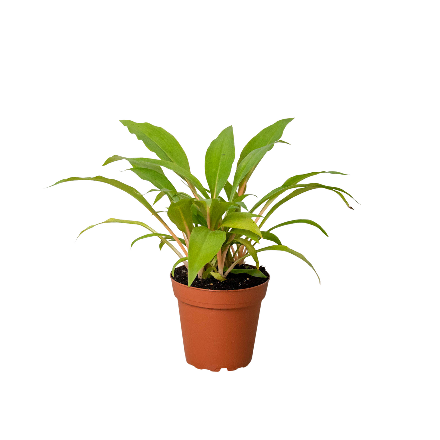 Fiery Flash: Spider Plant 'Fire Flash' - Vibrant Indoor Plant with Striking Orange Petioles