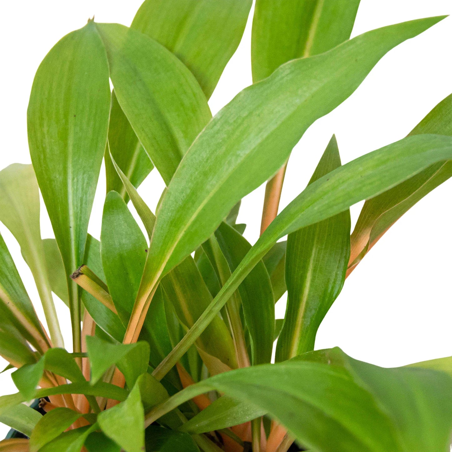 Fiery Flash: Spider Plant 'Fire Flash' - Vibrant Indoor Plant with Striking Orange Petioles