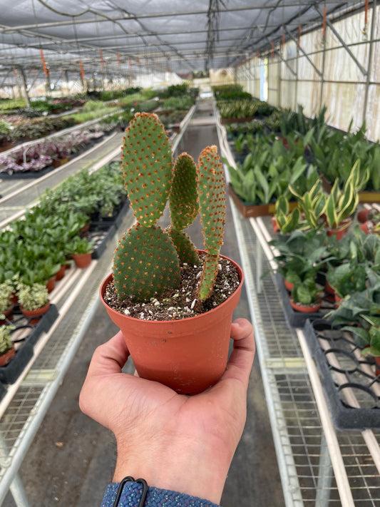 Opuntia 'Microdasys' Bunny Ear Cactus - Bunny Ears of Joy: Fun and Easy-Care Succulent