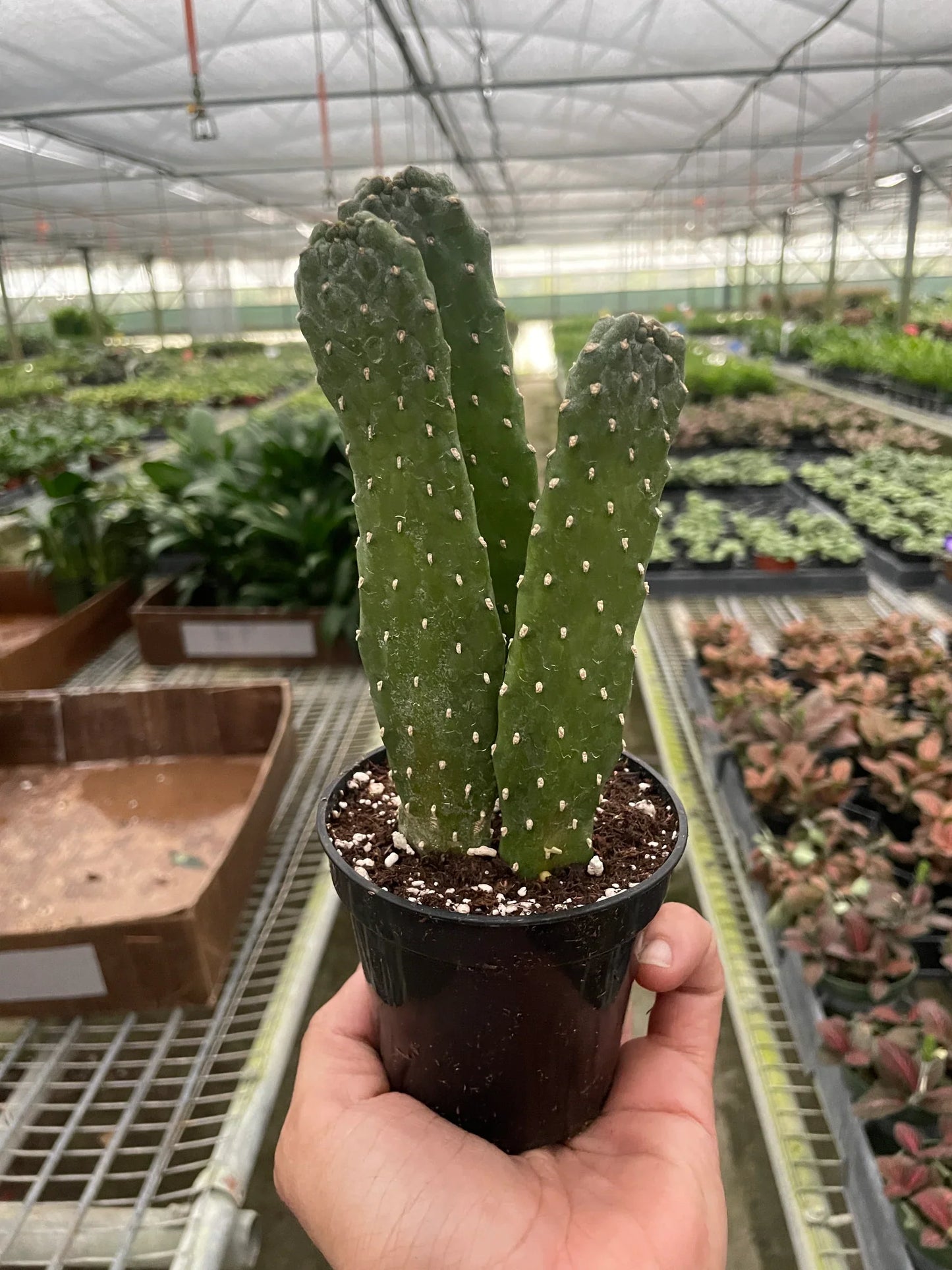 Road Kill Cactus (Consolea rubescens) - Road Warrior Cactus: Unique Tree-Like Cactus with Impressive Height