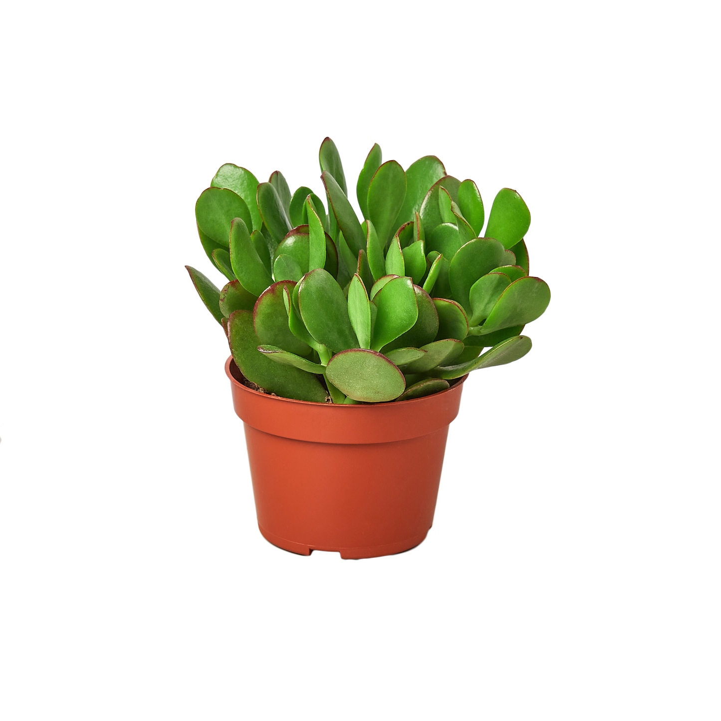 Succulent Surprise: 1 Succulent Monthly Subscription Box - Discover New Plants Every Month