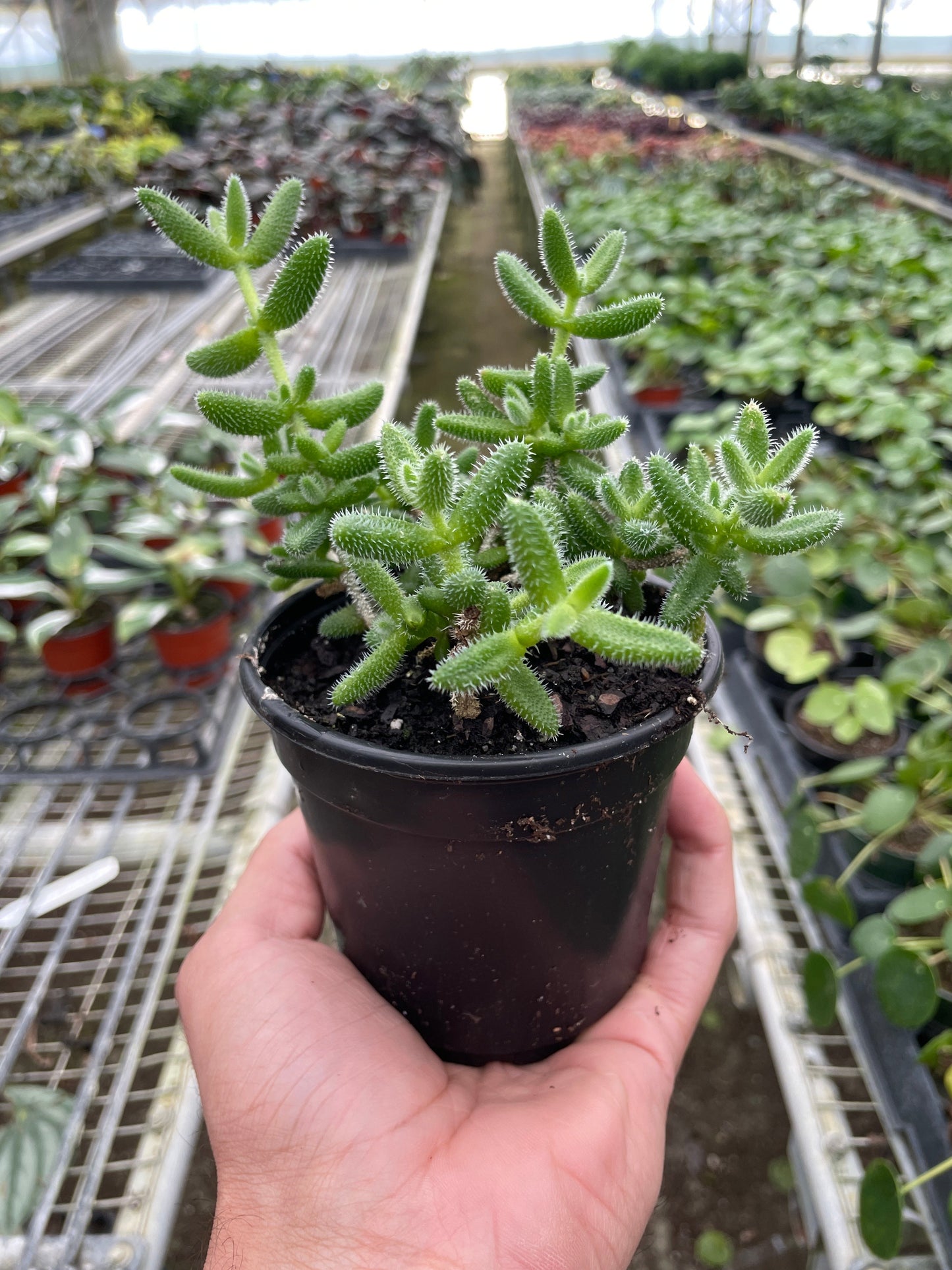 Delosperma echinatum 'Pickle Plant' - Prickly Pickle Perfection: Unique Succulent with Soft, Bristly Hairs