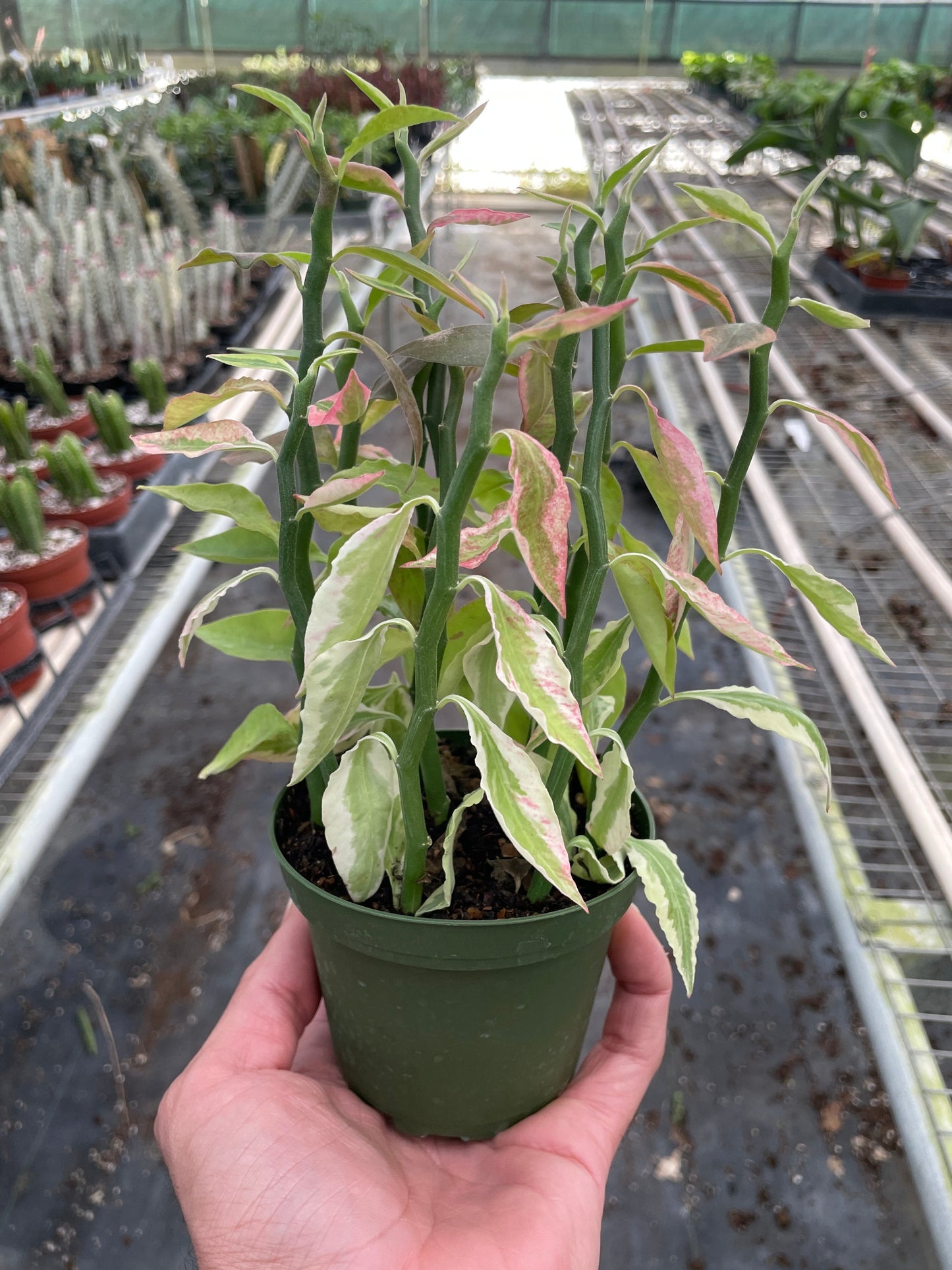 Variegated Devil's Backbone Euphorbia - Zigzag Zest: Striking Succulent with Unique Zig-Zag Stems