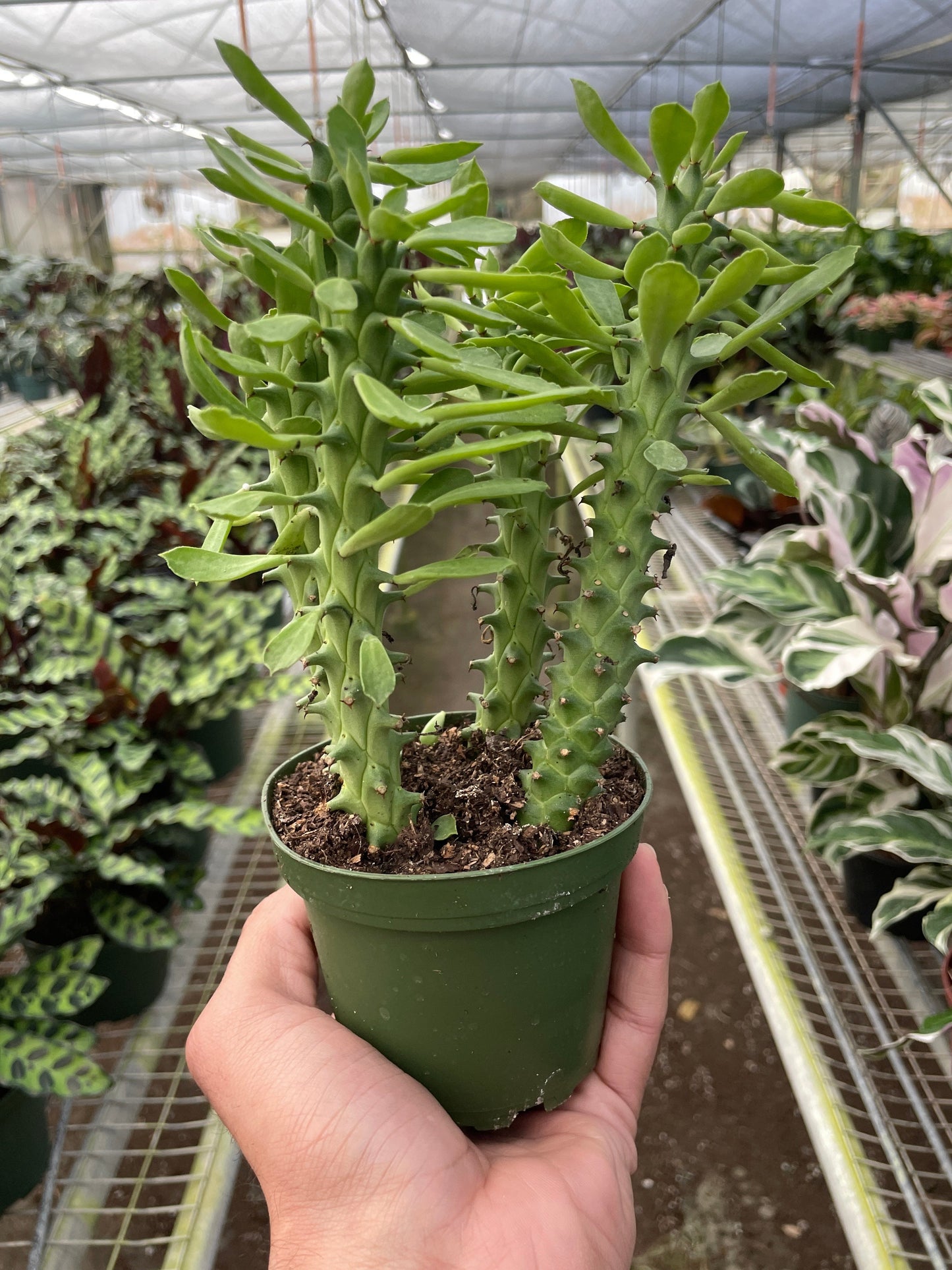 Euphorbia 'Sausage Spurge' - Stubby Spa-gorgeous: Low-Maintenance, Unique Perennial Succulent