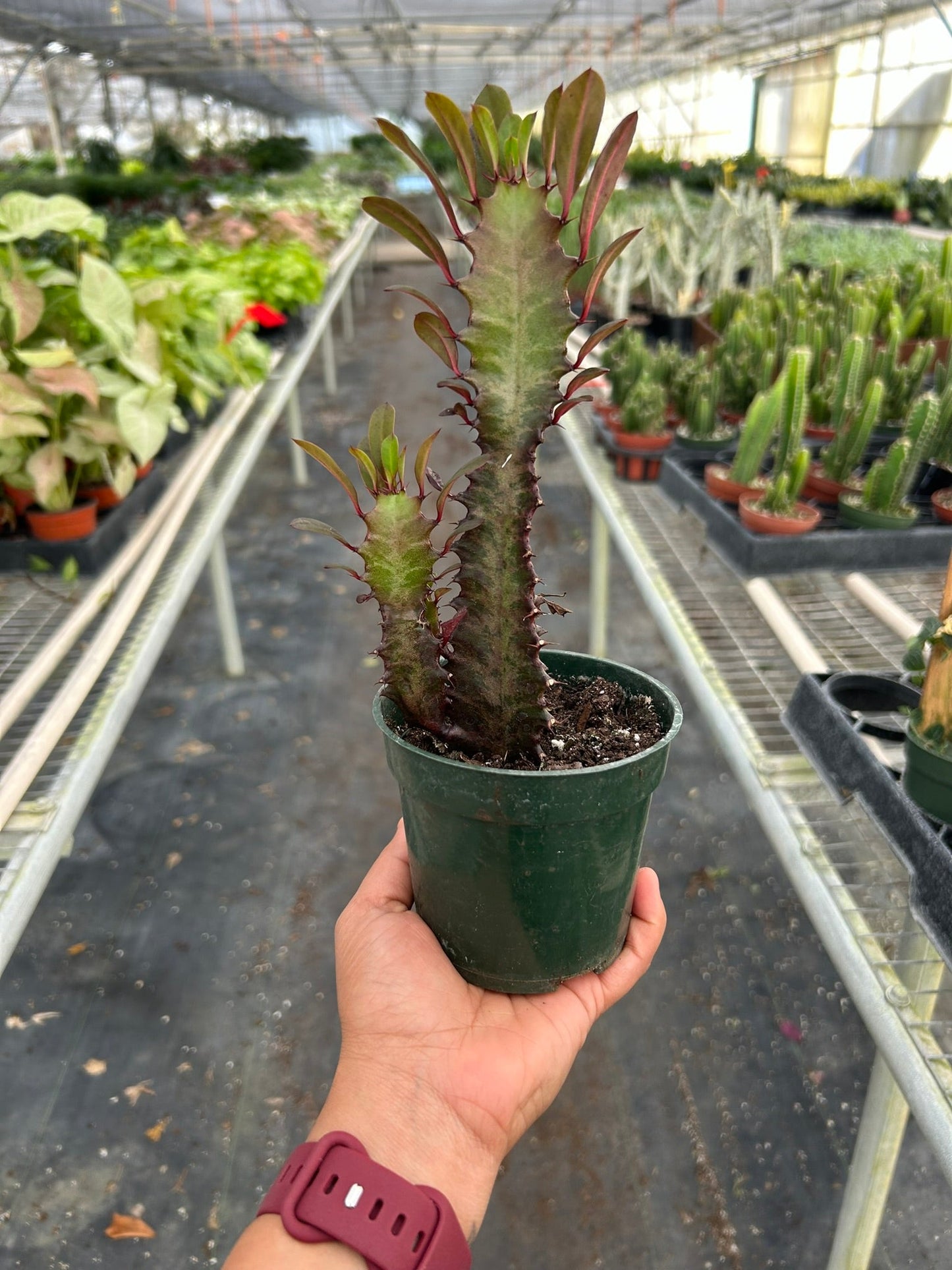 Succulent Euphorbia 'Trigona Rubra' - Royal Flush: Vibrant Magenta & Green Houseplant