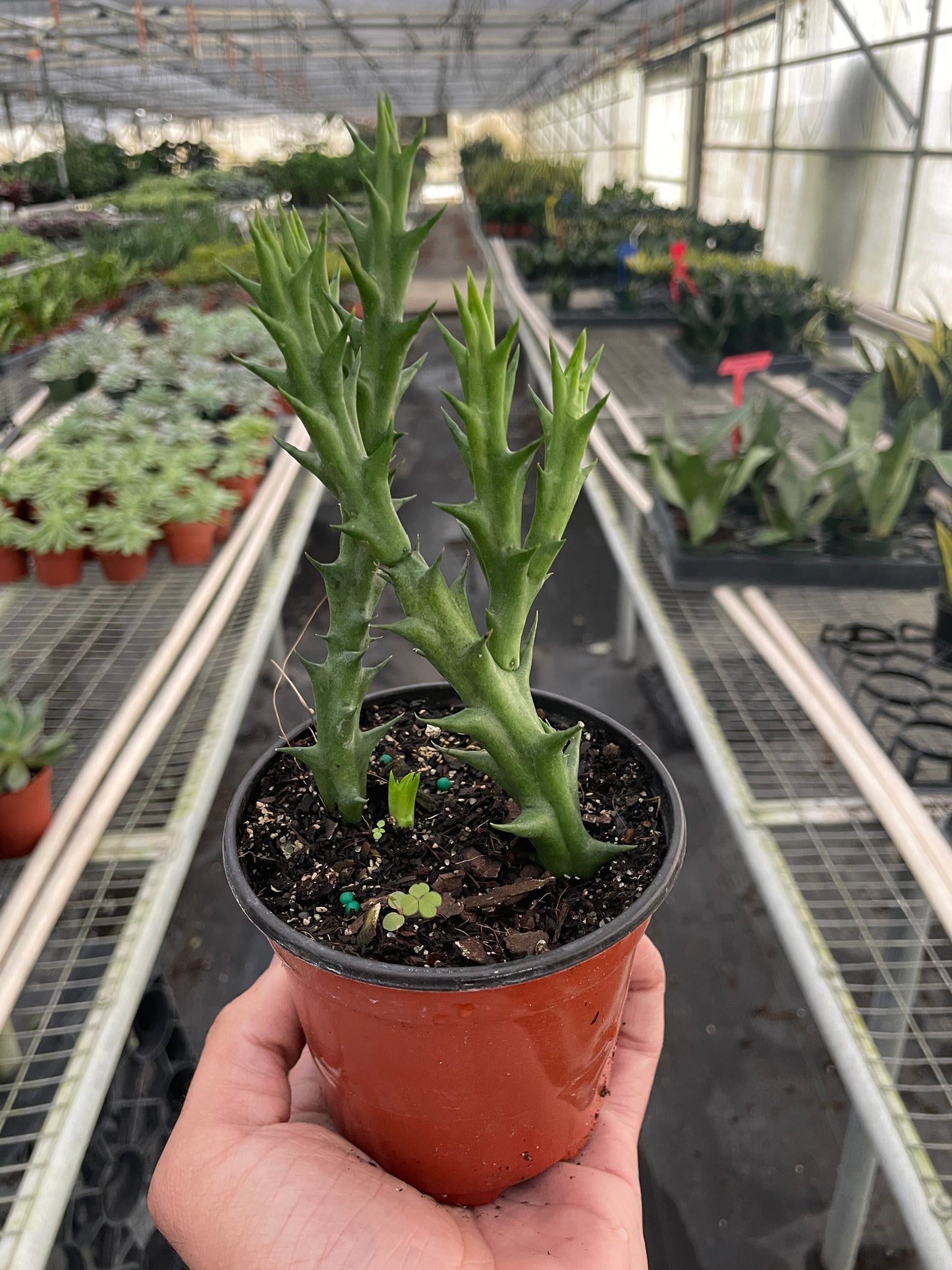 Starfish Cactus (Stapelia orbea variegata) - Sea Star Superstar: Unique, Fast-Growing, Hardy Succulent