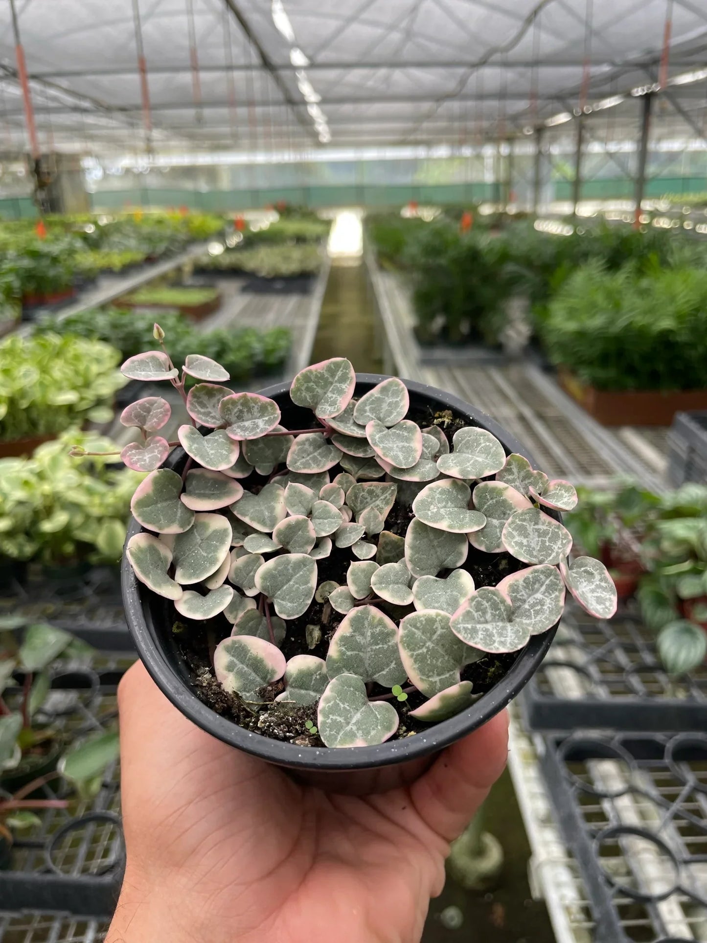 String of Hearts Variegated - Love Vines: Trailing Succulent with Heart-Shaped Leaves