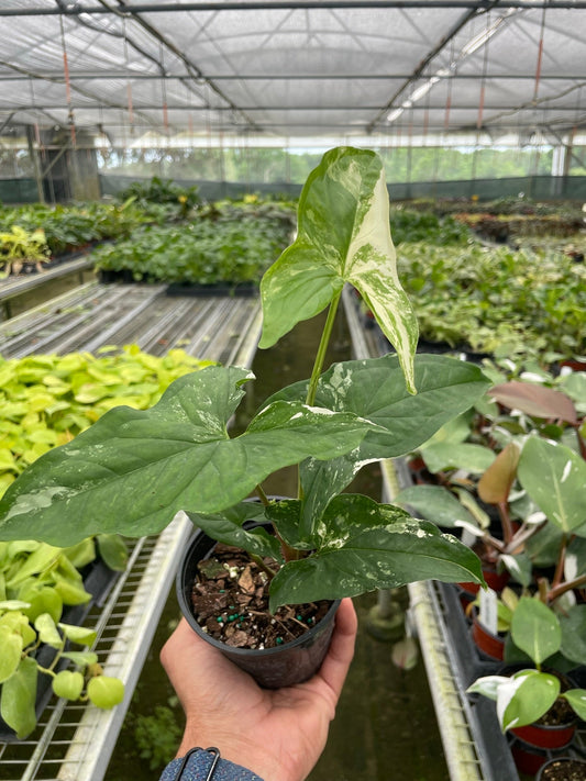 Syngonium 'Albo Variegata' - White Lightning: Variegated Arrowhead Plant