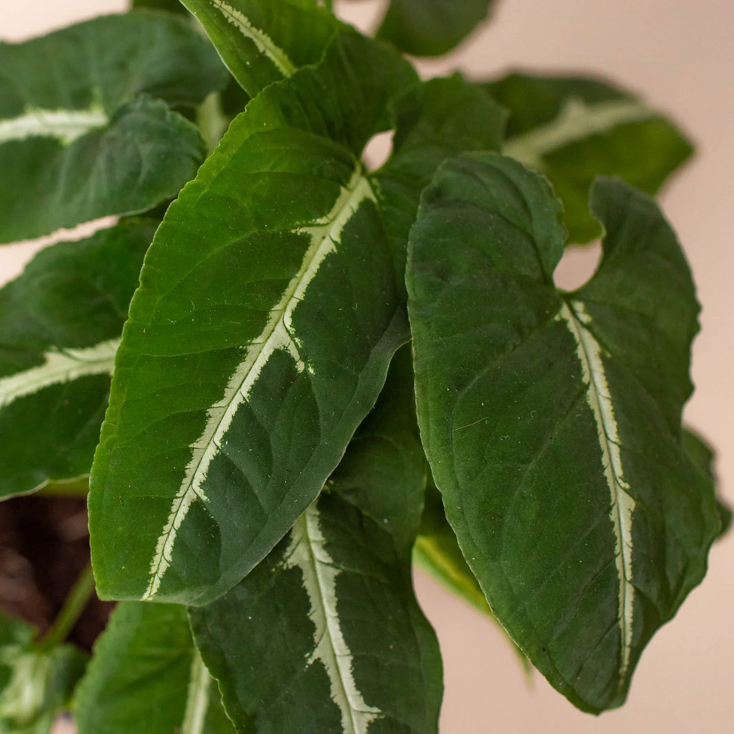 Syngonium Wendlandii 'Black Velvet' - Velvet Whisperer: Exotic Trailing Houseplant with Unique Dark Foliage