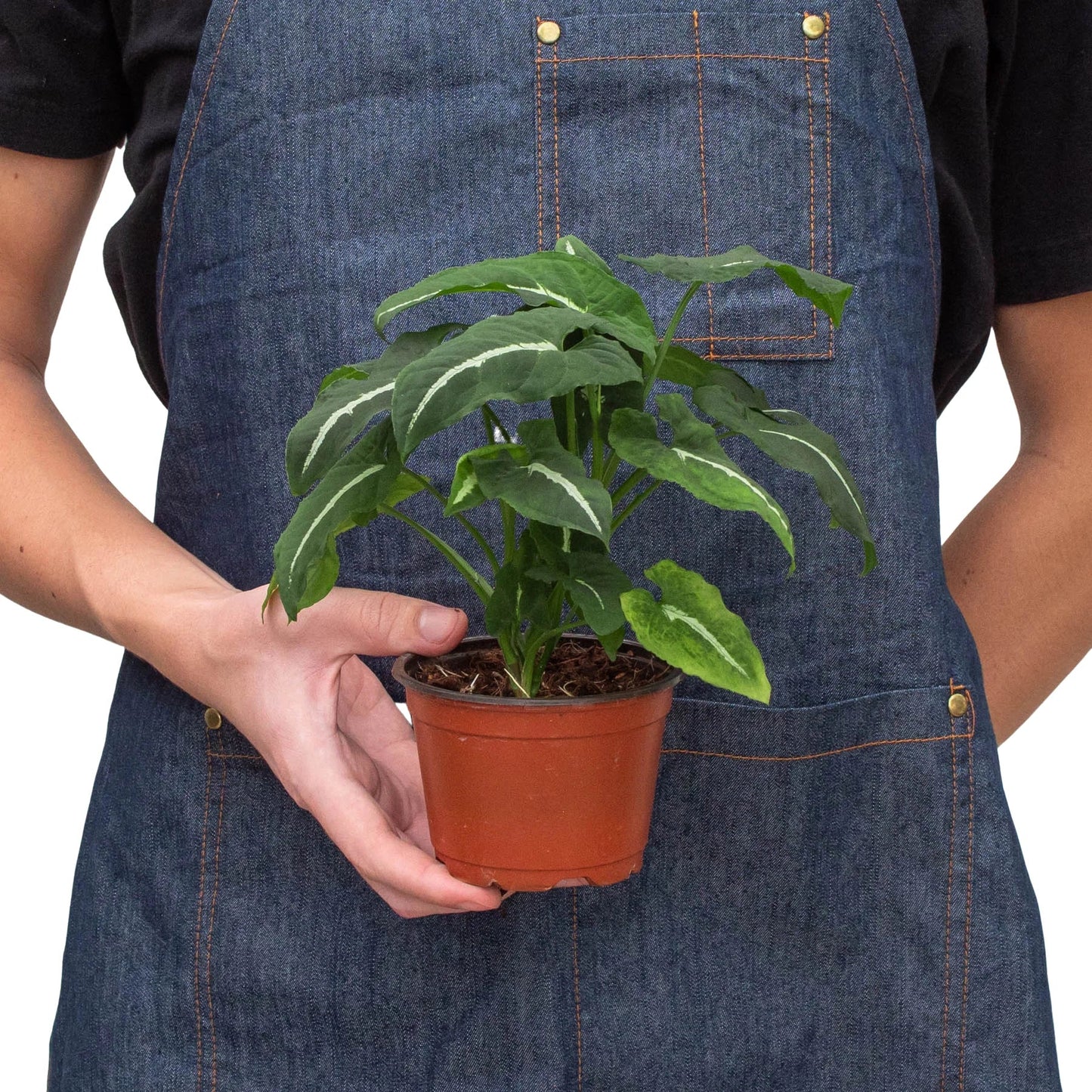 Syngonium Wendlandii 'Black Velvet' - Velvet Whisperer: Exotic Trailing Houseplant with Unique Dark Foliage