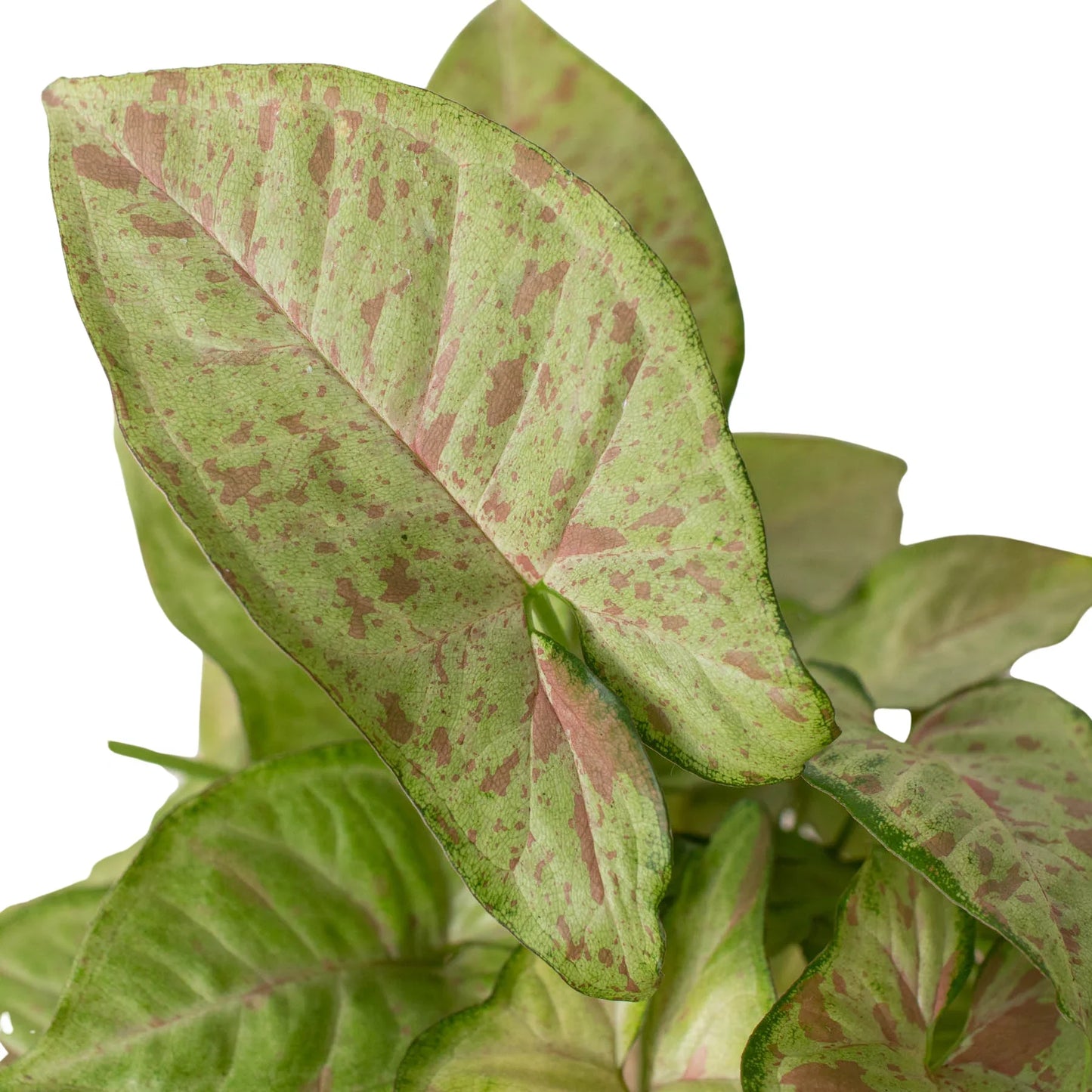 Syngonium 'Confetti' - Party Plant: Unique Pink Variegated Arrowhead Vine