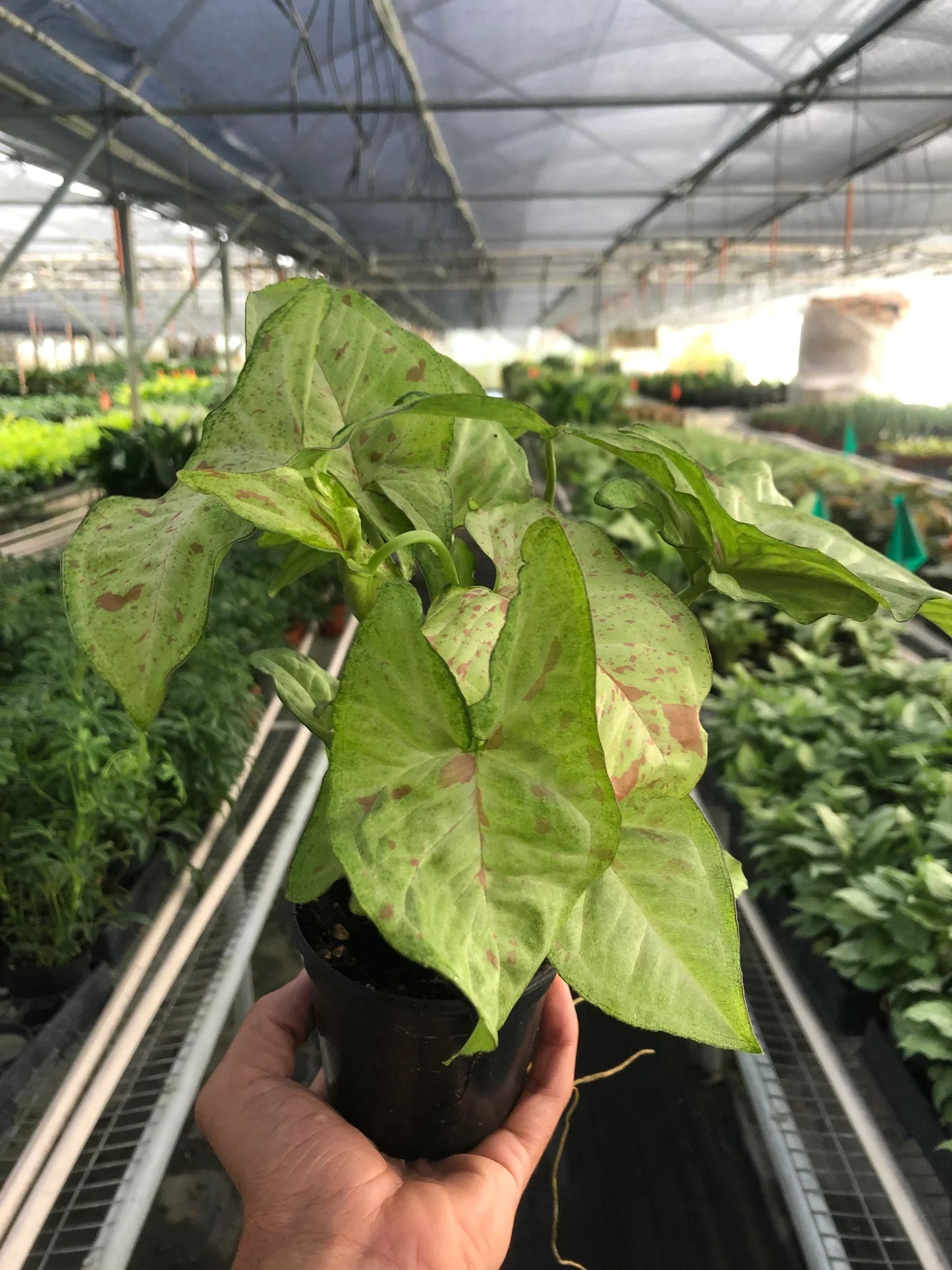 Syngonium 'Confetti' - Party Plant: Unique Pink Variegated Arrowhead Vine