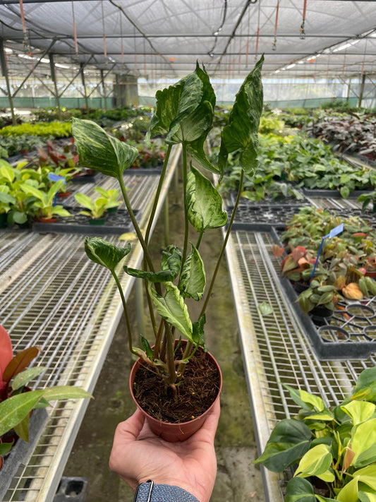 Syngonium 'Godzilla' - Monster Leaf Madness: Climbing Tropical Houseplant