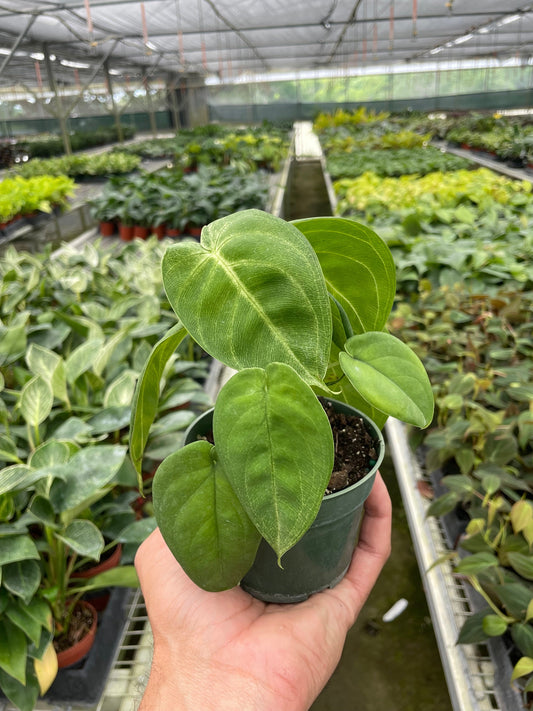 Syngonium 'Ice Frost' - Frosty Heartthrob: Unique Houseplant with Thick, Shimmering Leaves