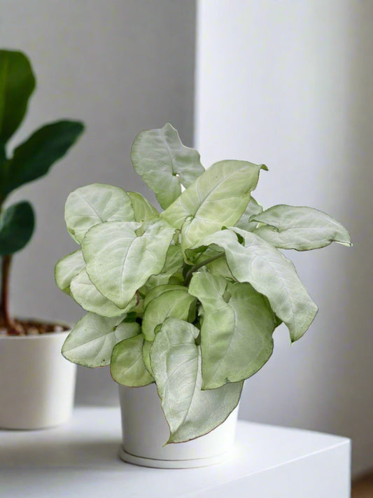 Syngonium 'Moonshine' - Moonlit Marvel: Radiant Arrowhead Plant for Indoor Brightness