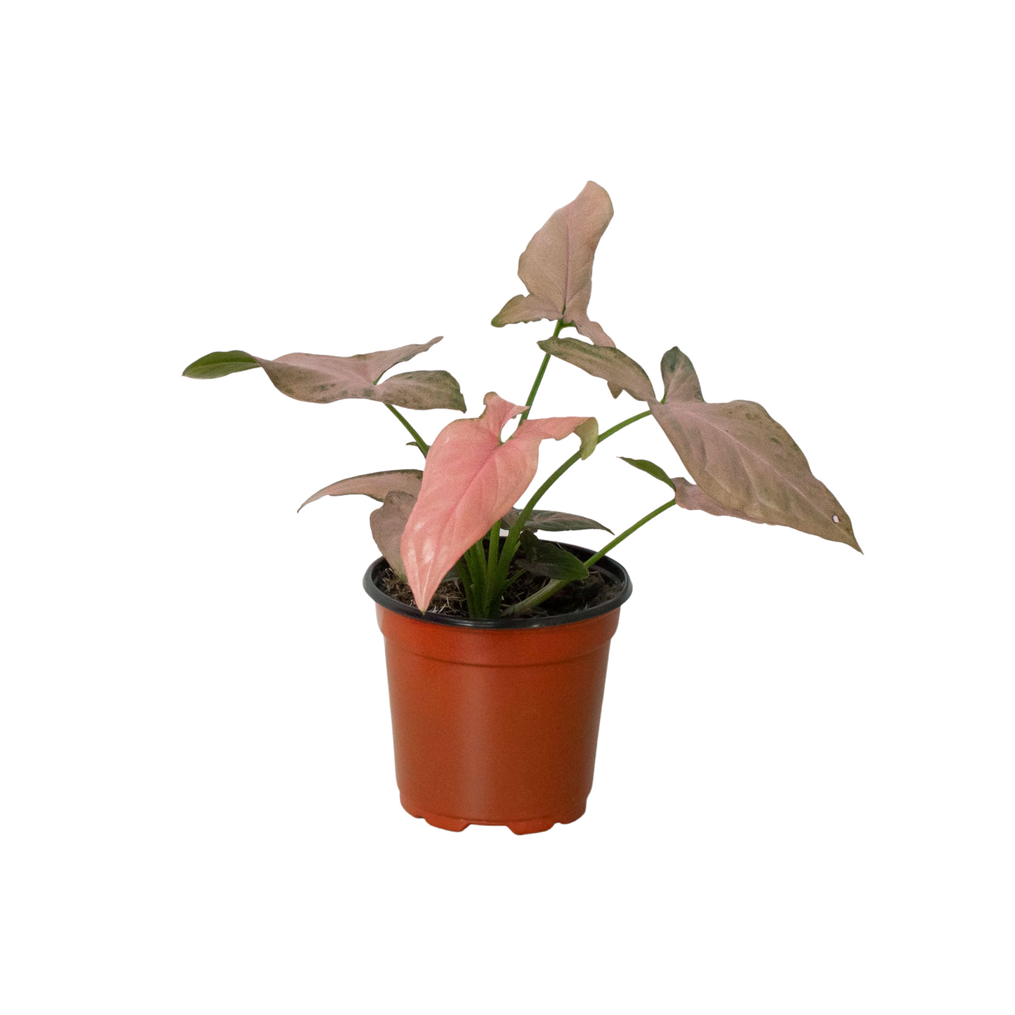 Syngonium 'Pink Splash' - Blush Rush: 4" Pot, Quirky Pink and Green Variegated Houseplant