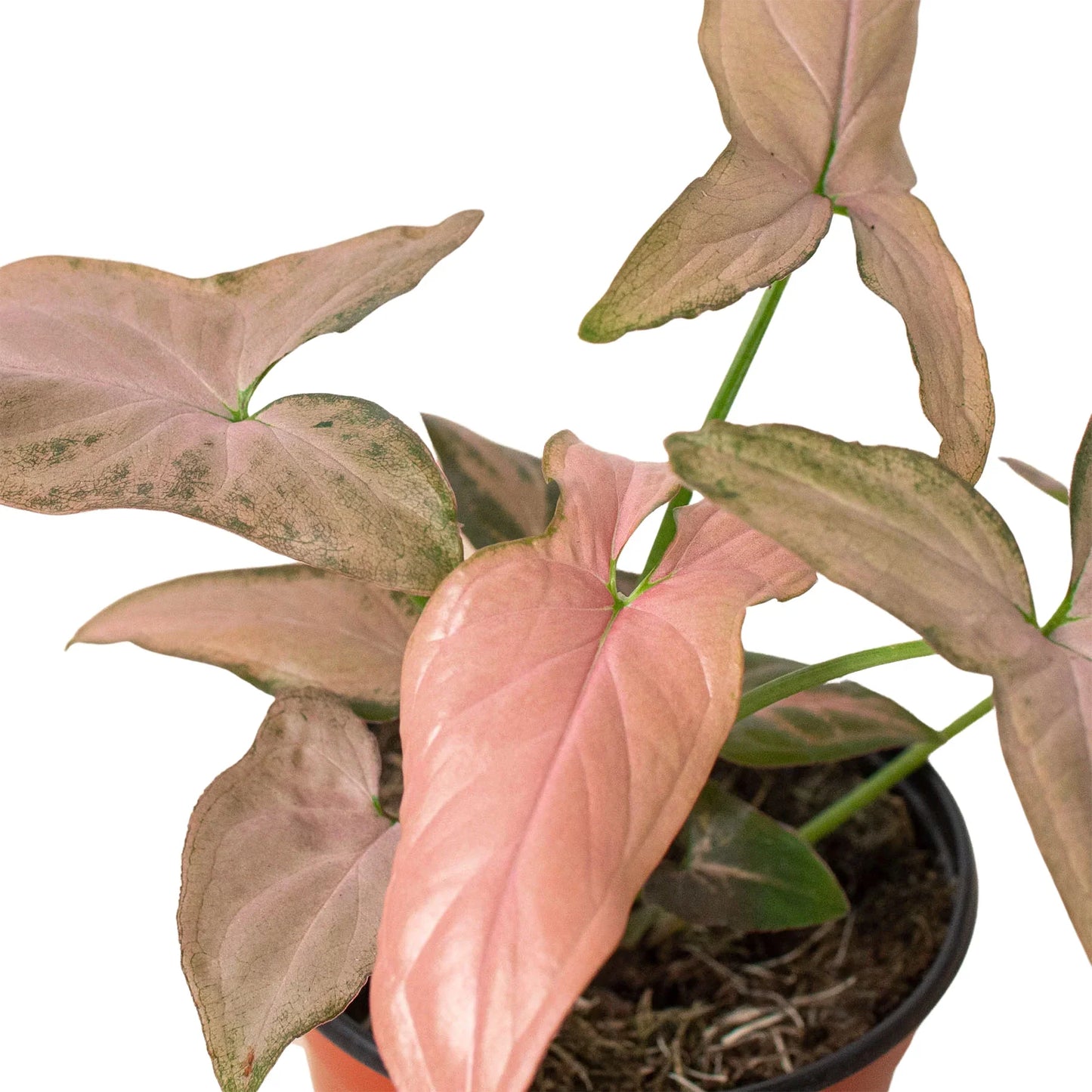 Syngonium 'Pink Splash' - Blush Rush: 4" Pot, Quirky Pink and Green Variegated Houseplant