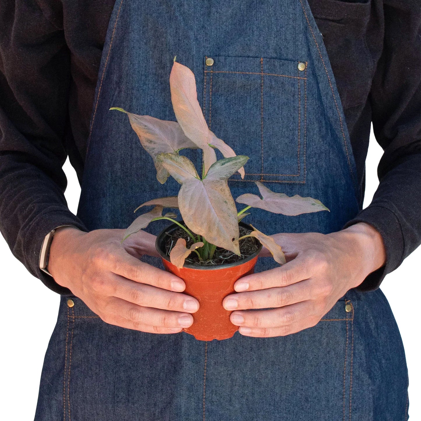 Syngonium 'Pink Splash' - Blush Rush: 4" Pot, Quirky Pink and Green Variegated Houseplant