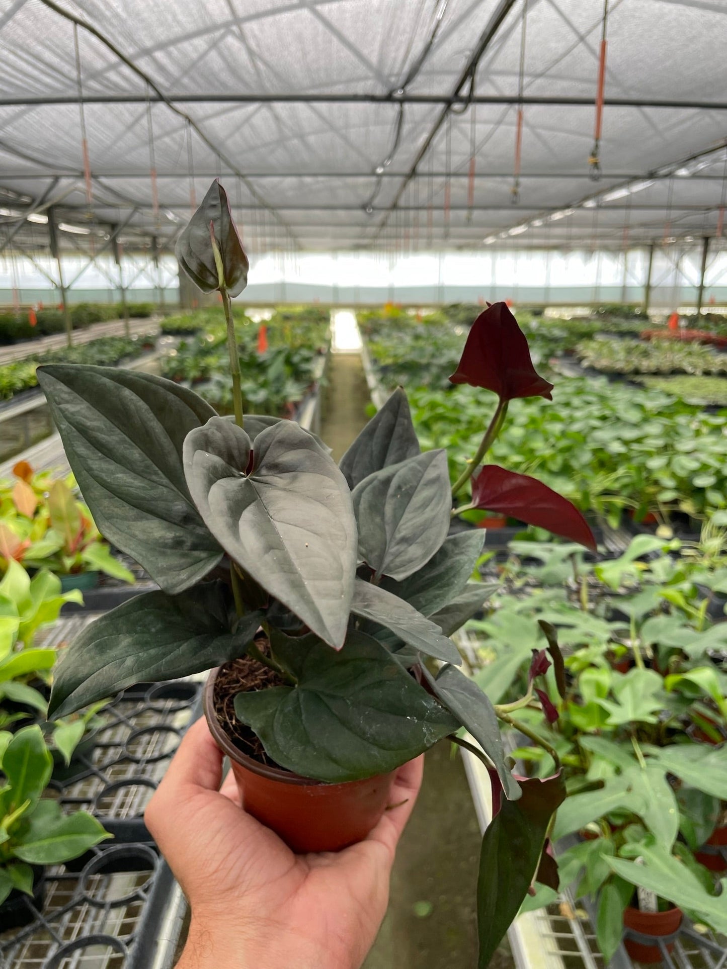 Syngonium 'Red Arrow' - Arrow Dynamic Delight: Eye-Catching Houseplant with Vibrant Foliage