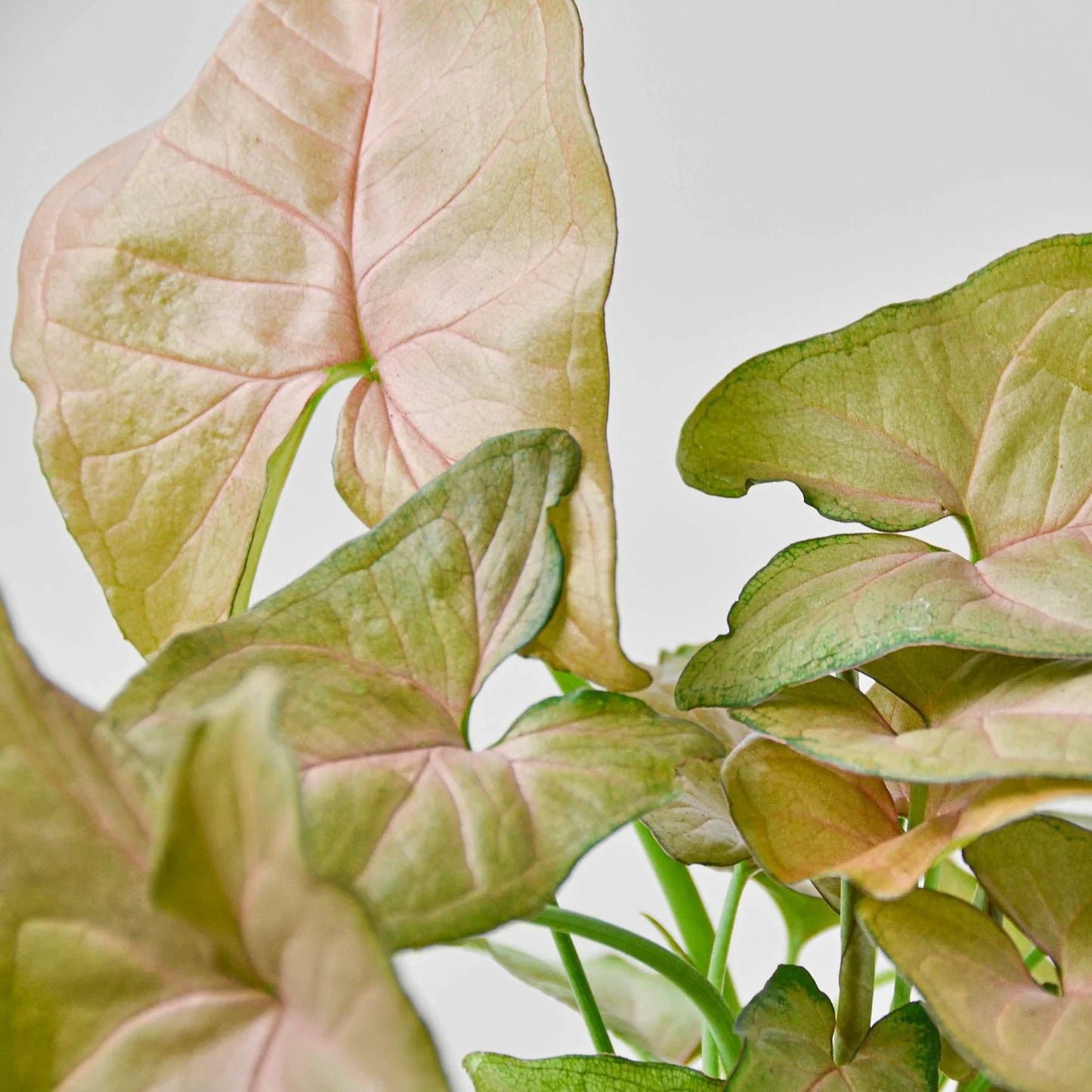 Syngonium Strawberry - Berry Bliss Baby: Vibrant Pink-Red Goosefoot Plant