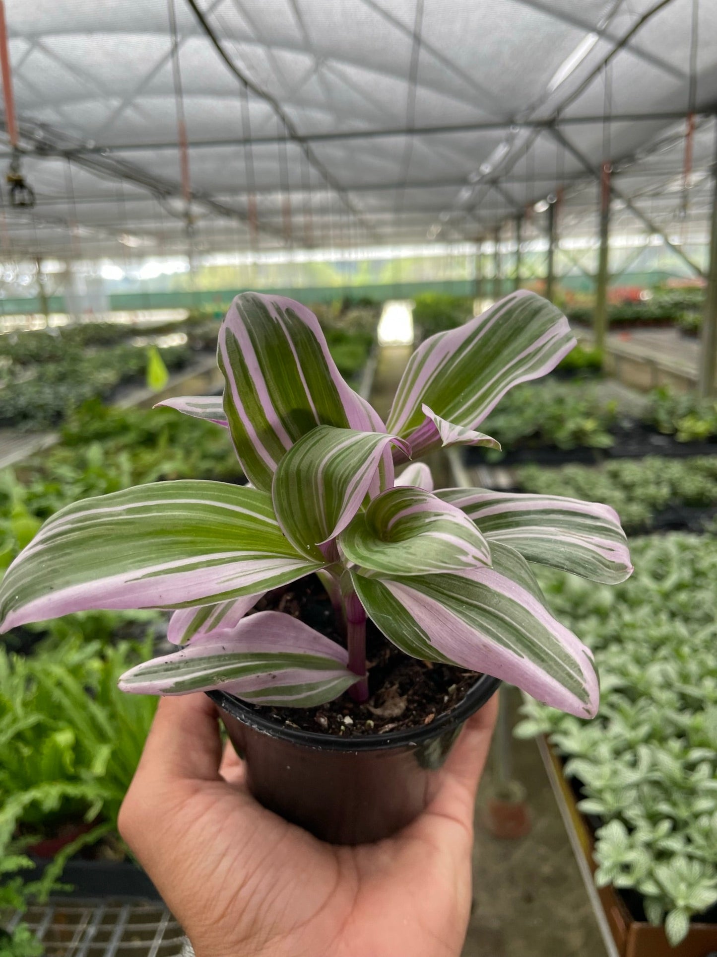 Tradescantia 'Nanouk' - Purple Majesty: Low-Growing Trailing Houseplant with Striking Variegation