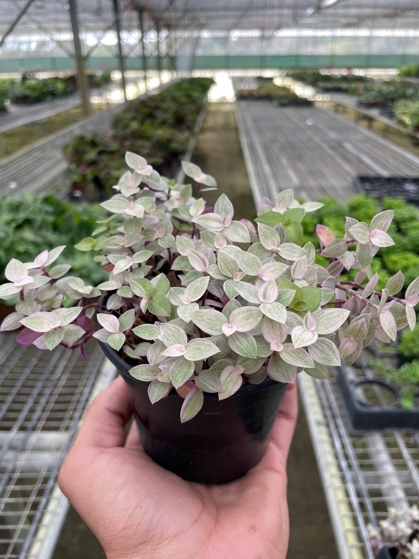 Tradescantia Callisia 'Pink Panther' - Sneak Attack Beauty: Resilient, Easy-Care Pink, Green, and Cream Houseplant