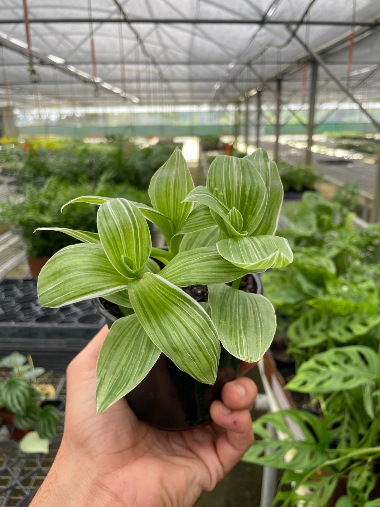 Tradescantia 'Sanna' - Trailing Serenity: Beautiful Variegated Green & White Leaves, Easy Care Houseplant