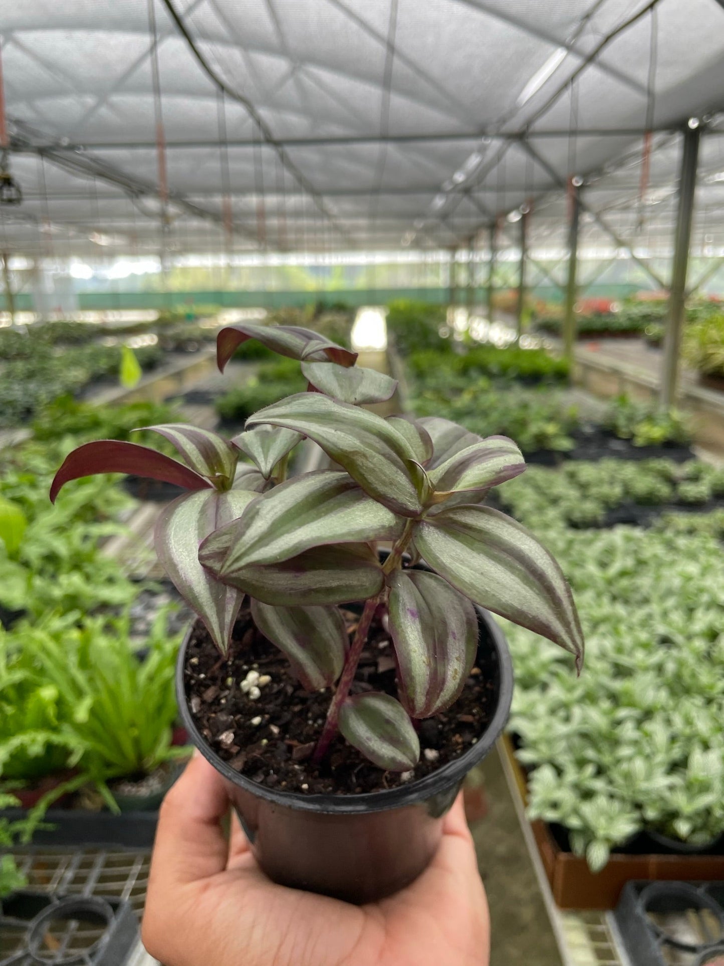 Tradescantia Zebrina 'Wandering Dude' - The Rolling Stone: Stunning, Easy-Care Groundcover & Indoor Houseplant