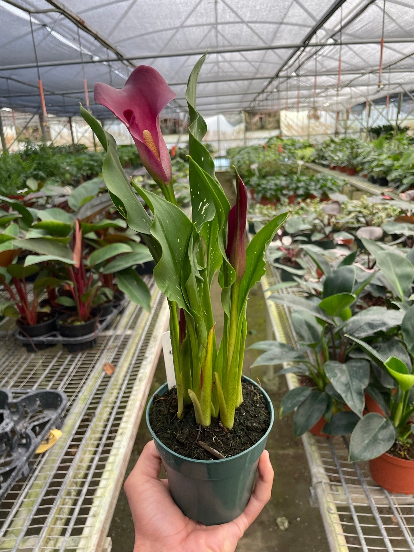 Calla Lily - Colorful Callas: Versatile Indoor & Outdoor Flowering Plant in a Variety of Colors