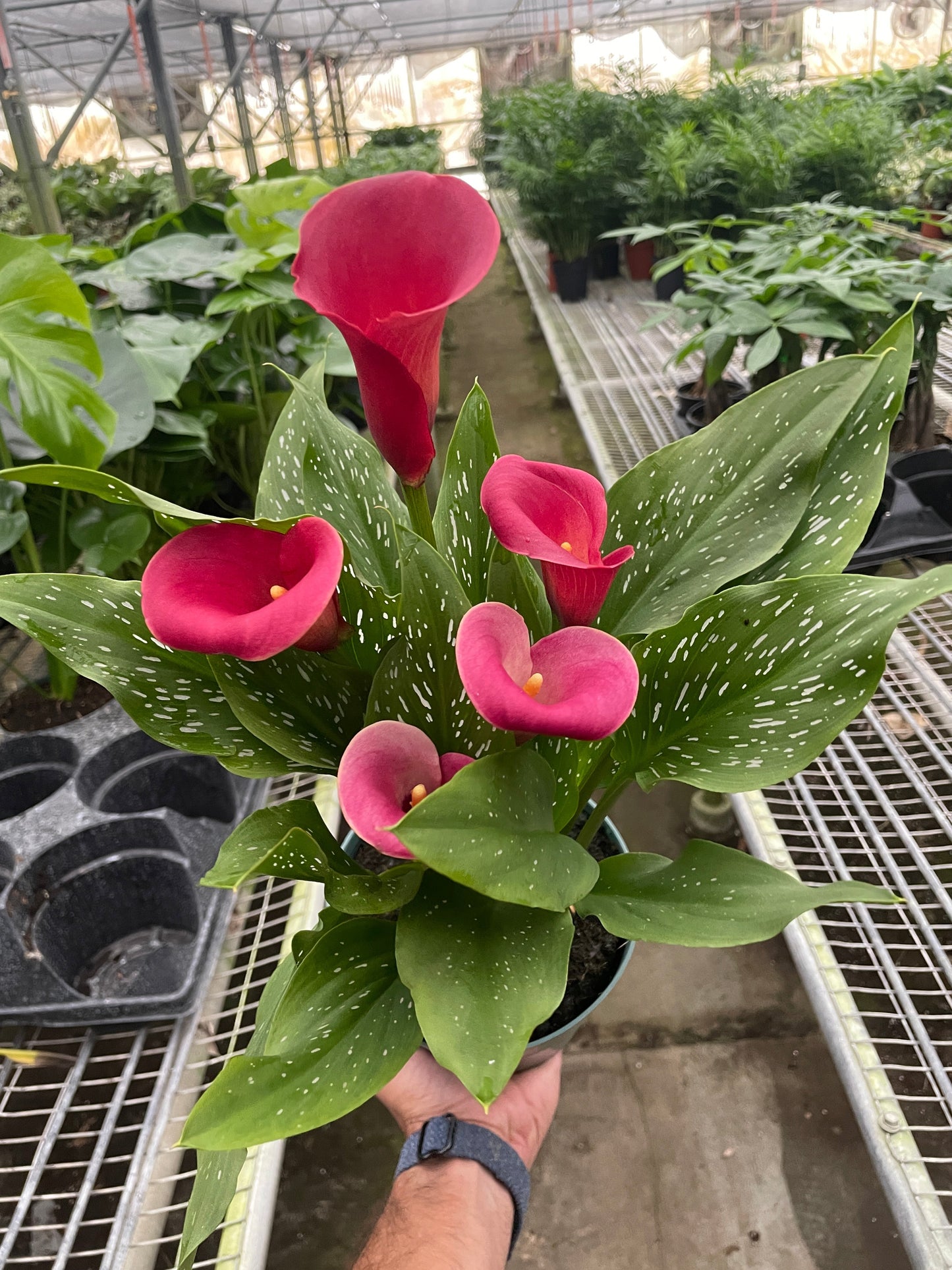 Calla Lily - Colorful Callas: Versatile Indoor & Outdoor Flowering Plant in a Variety of Colors