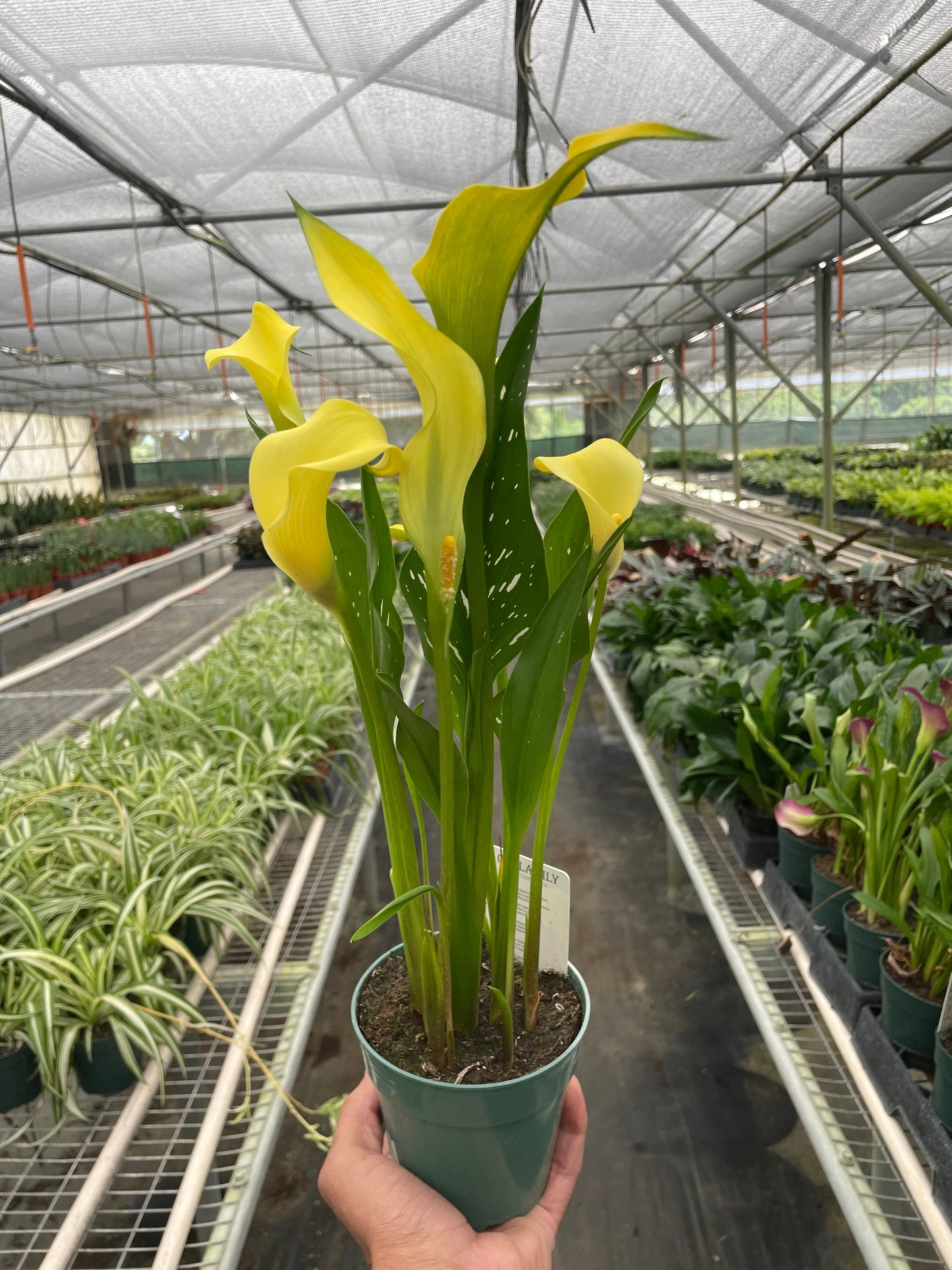 Calla Lily - Colorful Callas: Versatile Indoor & Outdoor Flowering Plant in a Variety of Colors