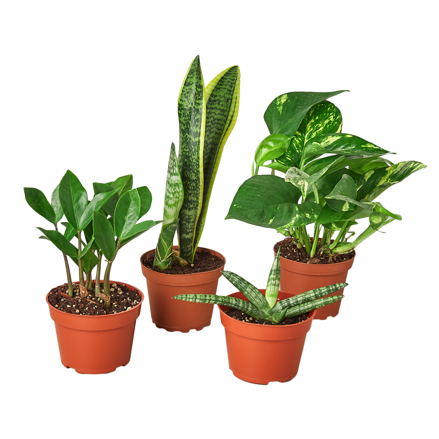 Easy Care Variety Bundle - Lazy Plant Parent Pack: Beginner-Friendly Indoor House Plants