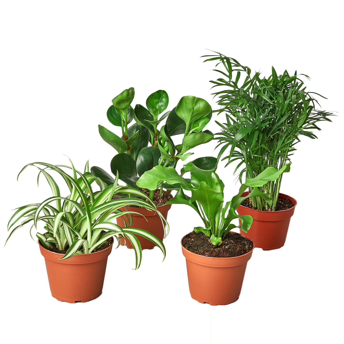 Pet Friendly Variety Bundle - Fur-babies’ Foliage Friends: Safe and Trendy Houseplants