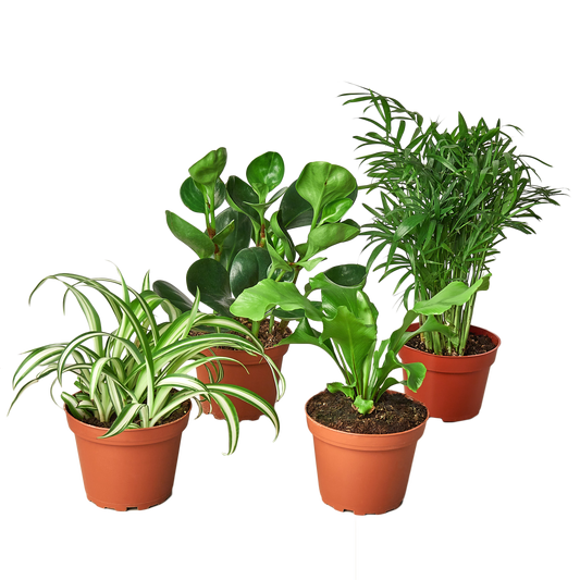 Pet Friendly Variety Bundle - Fur-babies’ Foliage Friends: Safe and Trendy Houseplants