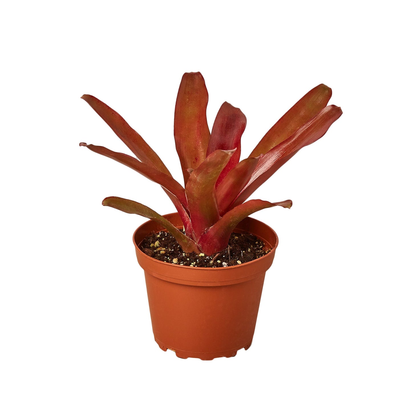 Bromeliad 'Fireball' - Blazing Beauty: Vibrant Red Blooming Houseplant