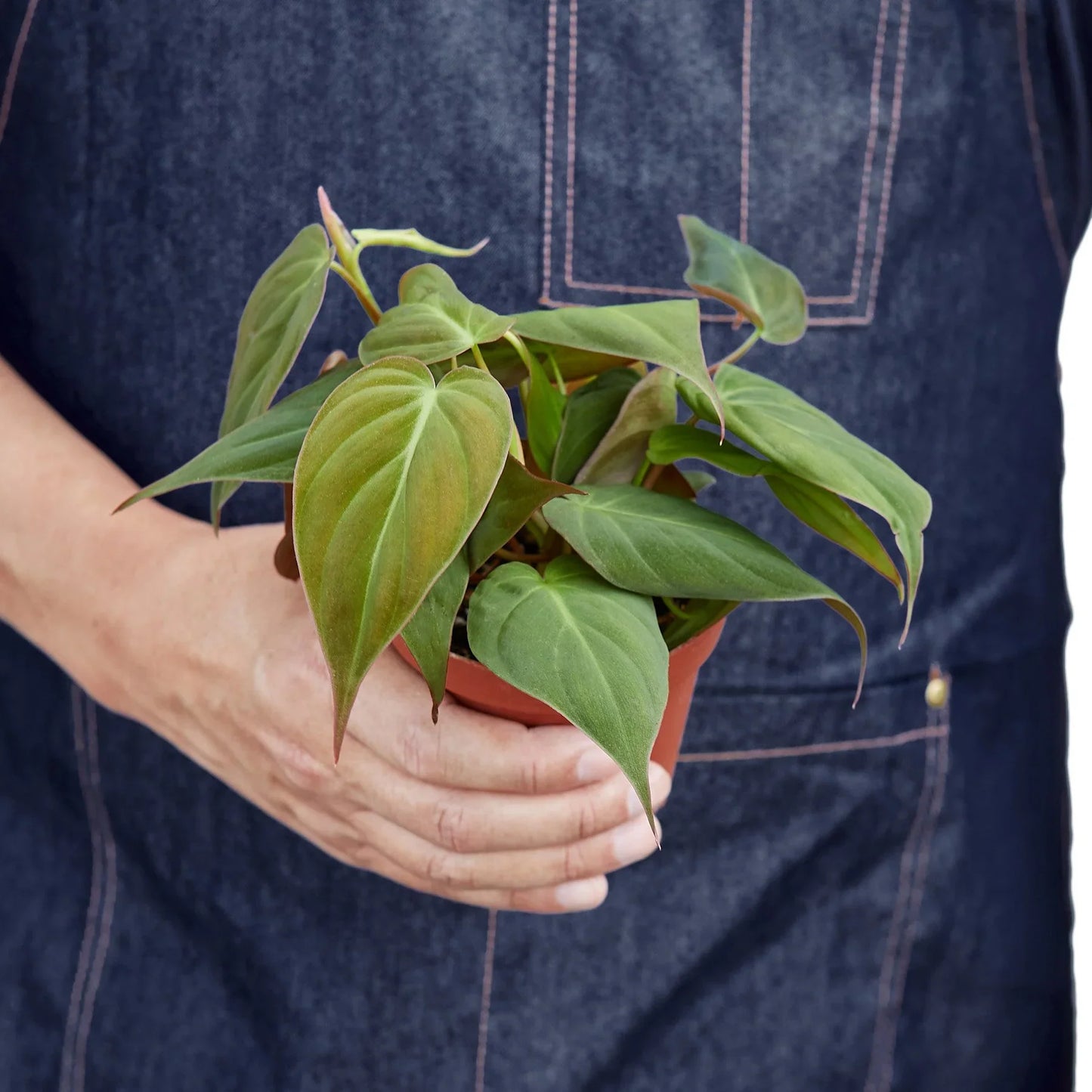 Philodendron 'Velvet' - Leafy Love Affair: Heart-Leaf Philodendron with Velvet-Textured Leaves