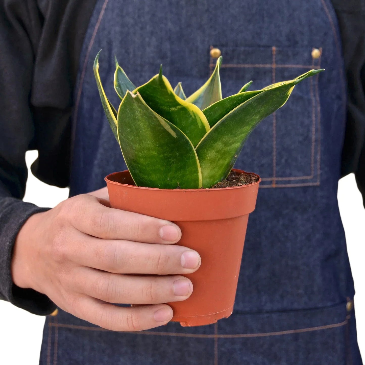 Snake Plant Emerald Star - Guardian Green: Air-Purifying, Drought-Tolerant, Low Maintenance Houseplant