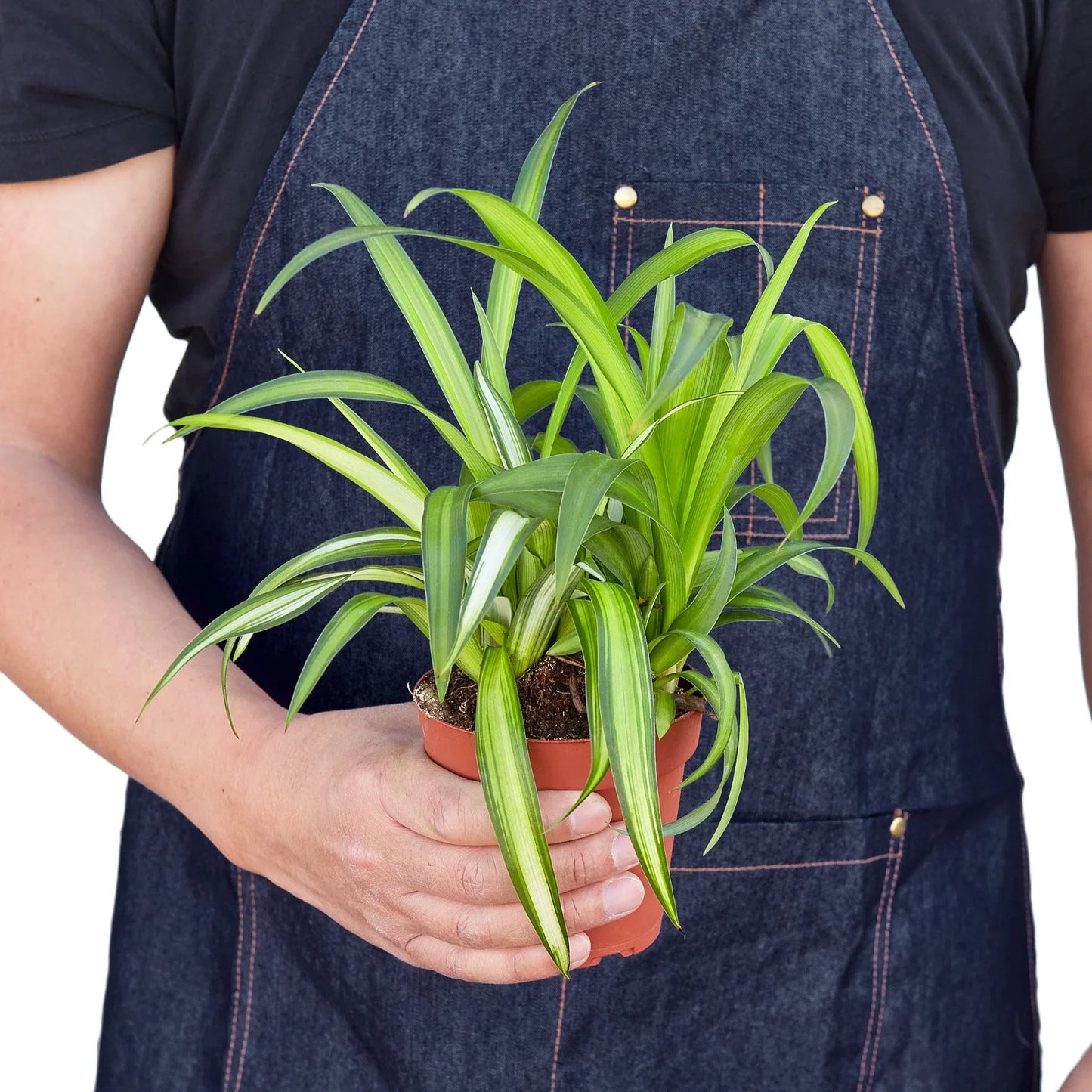 Spider Plant Hawaiian - Hawaiian Highflyer: Air-Purifying, Easy-Care Indoor Plant