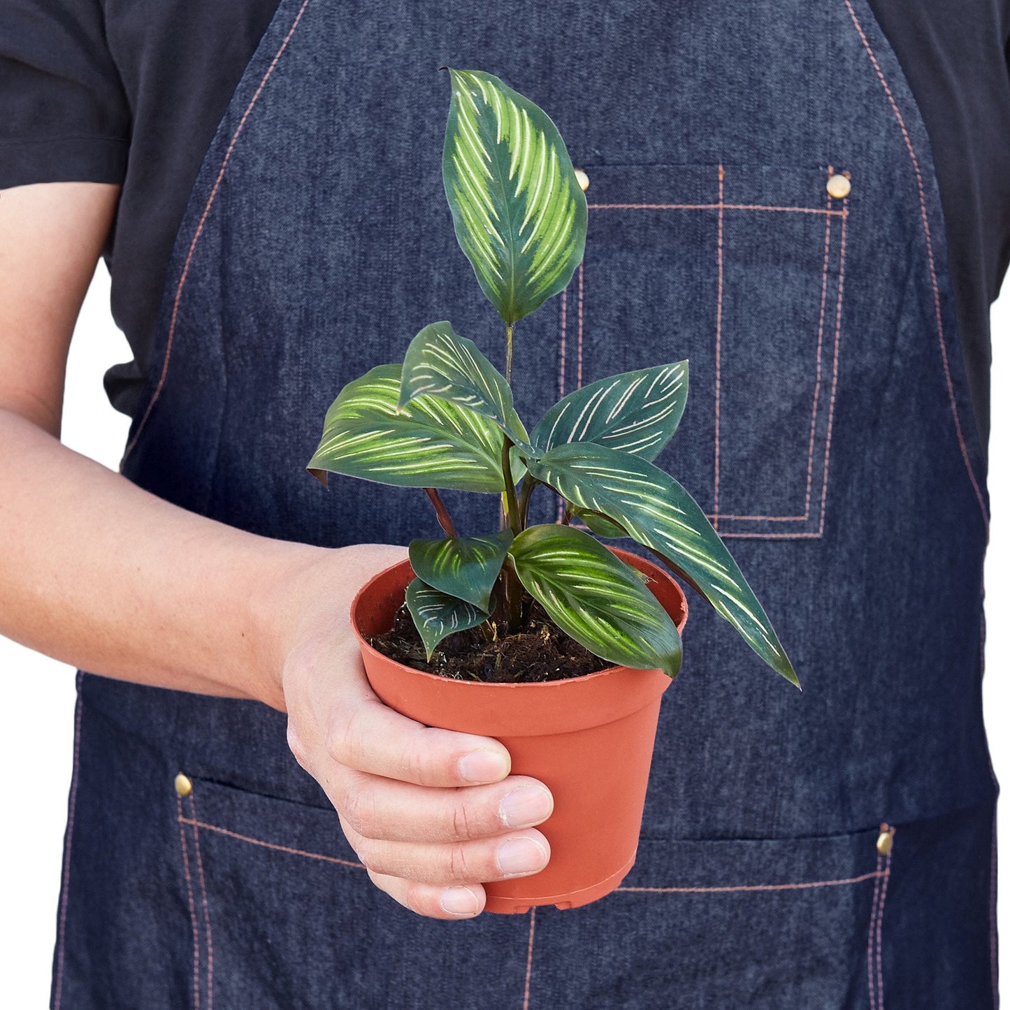 Calathea 'Beauty Star' - Sassy Stripes: Stunning Peacock Plant with Vibrant Foliage