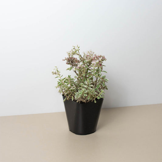 Sedum Tricolor - The Chameleon Charm: Drought-Tolerant Variegated Stonecrop with Pink Edges