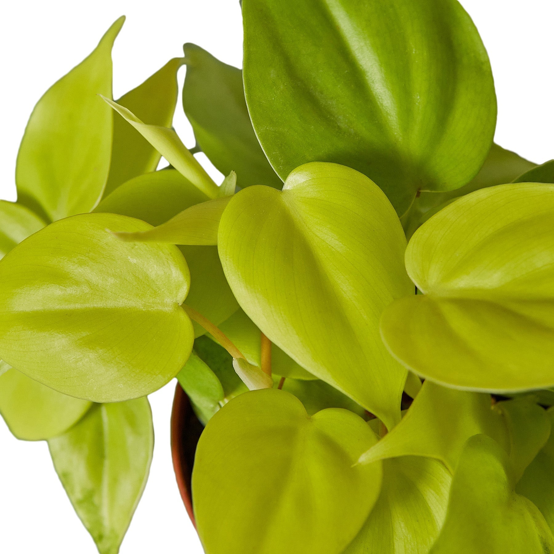 philodendron neon care Philodendron 'Neon' Heart-Shaped Leaves Easy-Care Houseplant – Design Plant