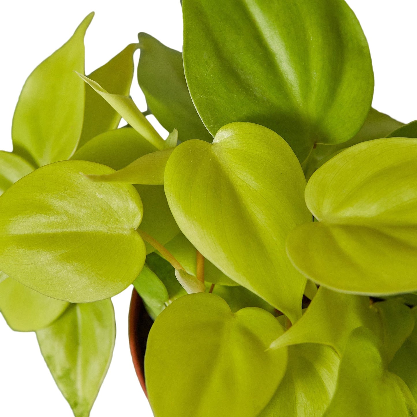 Philodendron 'Neon' - Glow Up!: Easy-Care Heart-Shaped Leaf Houseplant