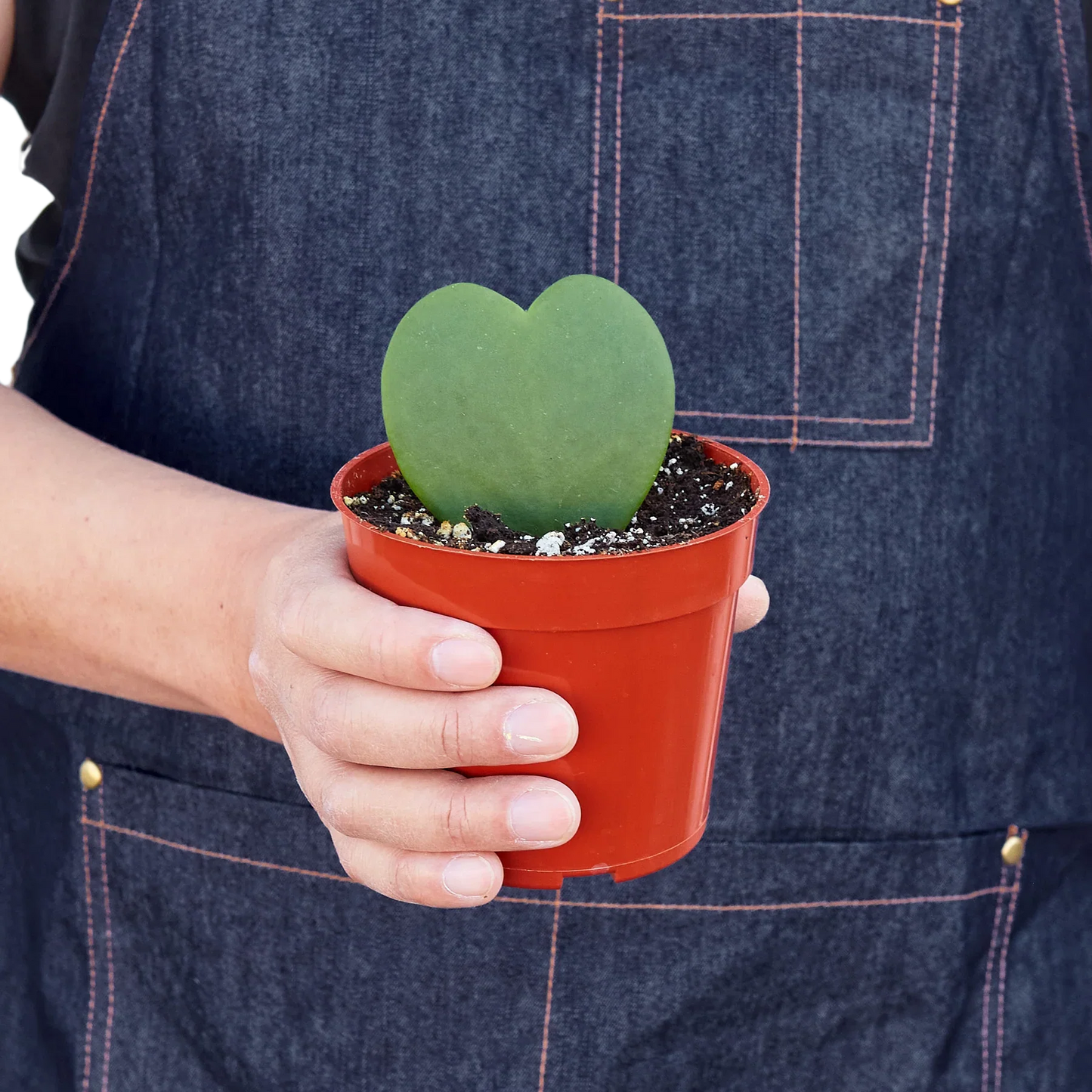 Hoya Sweetheart - Hearty Ever After: Unique Heart-Shaped Variegated Houseplant